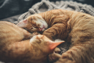 four month ginger kittens
