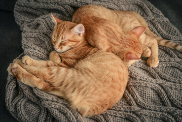 four month ginger kittens