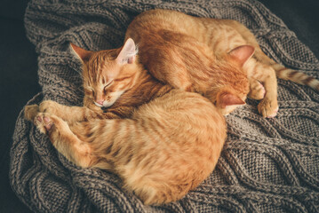 four month ginger kittens