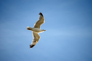 Fliegende Möwe im Himmel