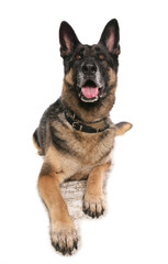German shepherd dog