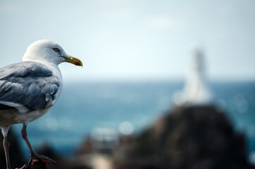 Sitzende Möwe mit Leuchtturm