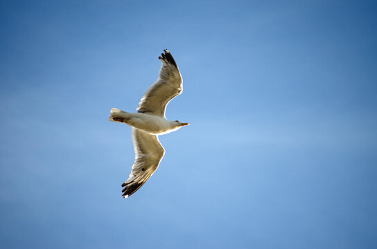 Fliegende M&ouml;we im Himmel