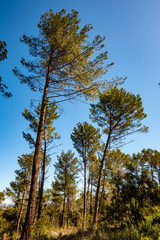 Obraz premium Mediterranean forest