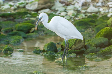 Little Egret eating an eel at the mouth of a river.