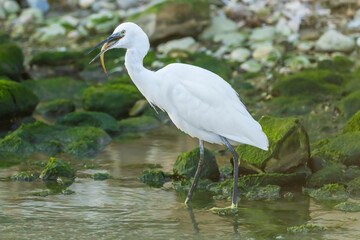 Little Egret eating an eel at the mouth of a river.