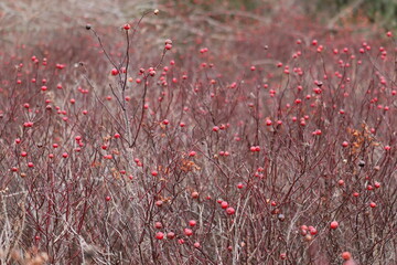 Winter Berries