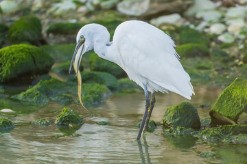 Little Egret eating an eel at the mouth of a river.