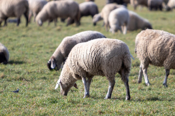 Obraz premium flock of sheep in a fenced pasture