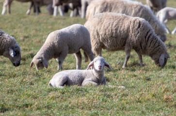 Naklejka premium flock of sheep in a fenced pasture, lamb in the foreground looking into the camera