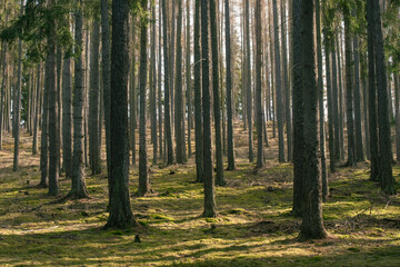 Fototapeta na wymiar Czech classic coniferous forest in the spring
