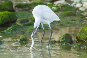 Little Egret eating an eel at the mouth of a river.
