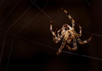 Garden Spider