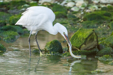 Little Egret eating an eel at the mouth of a river.