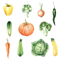 Watercolor hand drawn vegetable set. Pepper, cauliflower, onion, chili pepper, cucumber, pumpkin, carrot, zucchini, cabbage.Isolated elements on white background. Illustration for kitchen.