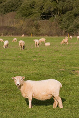 Sheep