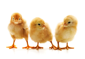 Three small chickens.