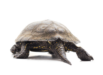 Obraz premium One beautiful turtle.