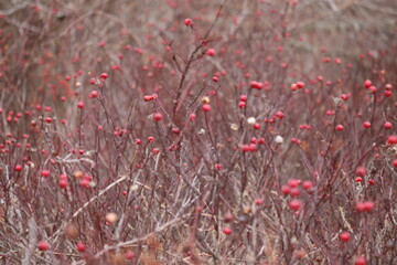 Winter Berries