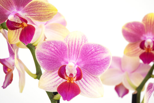 a branch of a beautiful and pink-yellow orchid on a white background