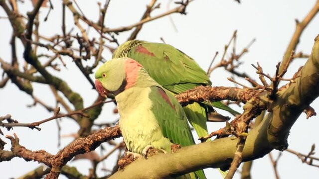 Gro&szlig;er Alexandersittich (Psittacula eupatria) in Wiesbaden im Schlosspark Biebrich