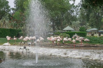 The fountain in a park lake behind so may birds