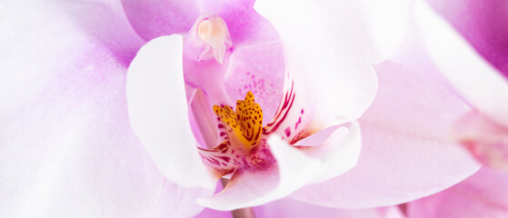 a branch of a beautiful and pastel purple orchid on a white background.