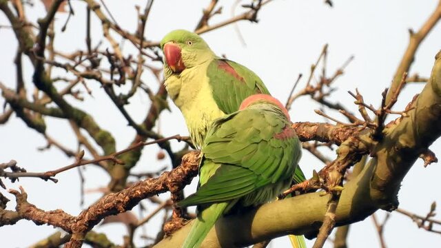 Gro&szlig;er Alexandersittich (Psittacula eupatria) in Wiesbaden im Schlosspark Biebrich