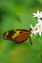 Growing butterflies for business in tropical Mindo area, Ecuador, South-America