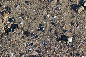 Shells in the Sand