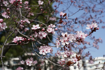 Fototapeta na wymiar Blooming sakura tree, spring bloom on the Mediterranean coast of France, Monaco.