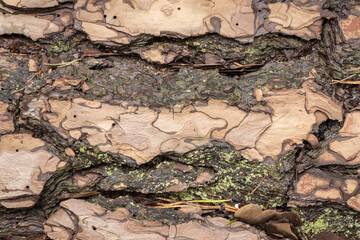 close up of tree bark in camouflage colors with some moss
