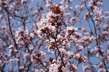 Blooming sakura tree, spring bloom on the Mediterranean coast of France, Monaco.