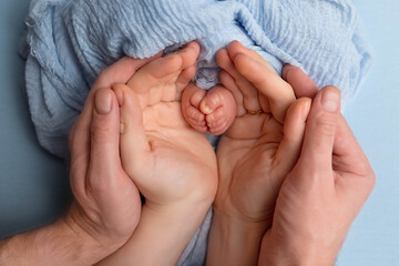 Fototapeta premium newborn legs in the hands of mom and dad. legs in hands on a blue background. baby's feet in the hands of parents