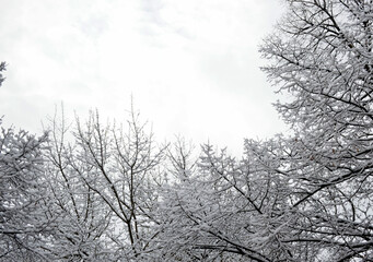 branches of trees covered with a layer of snow against the backdrop of a cloudy sky
