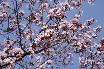 Blooming sakura tree, spring bloom on the Mediterranean coast of France, Monaco.