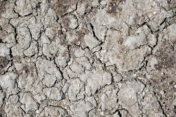 Texture of dry cracked earth with small seashells