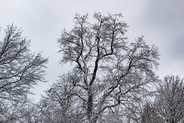 A tree branches with snow on it. Beautiful black branches in front of sky. Naked trees with snow