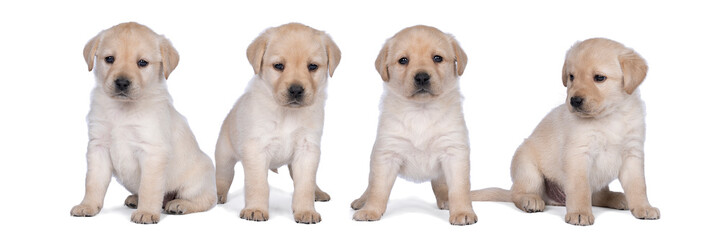 A litter of four 5 week old labrador puppies isolated on a white background walking away