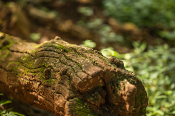 Decaying wood log with moss in a lush green forest floor
