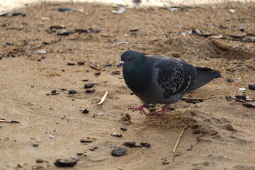 Pigeons