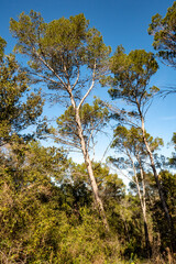 Mediterranean forest