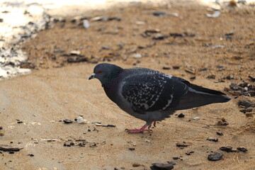 Pigeons