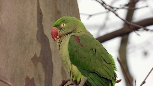 Gro&szlig;er Alexandersittich (Psittacula eupatria) in Wiesbaden im Schlosspark Biebrich