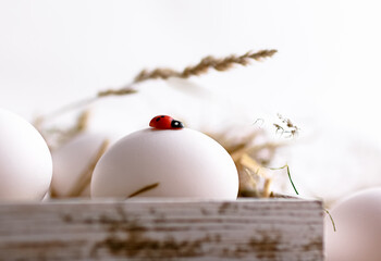 White chicken egg close-up, wooden ladybug and dry grass stalks on an isolated light background. The concept of naturalness and healthy eating, selective focus