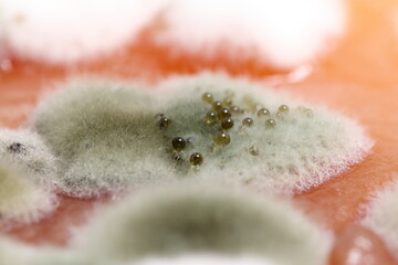 Homemade quince spoiled with mold