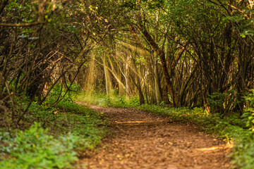 Pathway in a lush green forest with sun rays shines through the trees on a summer day