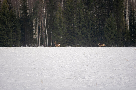 The grain field is run by two small deer, going in the thick direction of the Latvian forest