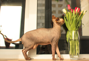 Grey bald Canadian Sphynx cat sniffing red and white tulips. Bouquet of spring flowers in transparent vase on the background of the window. Pets in the interior. Warm background.