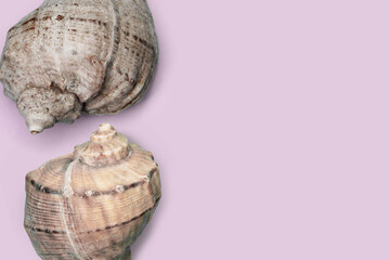 Seashells on a clean background. Simple summer background. Association with the sea and relaxation. Template for summer banner and postcard